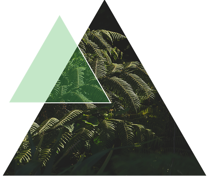 Triangle shape with fern