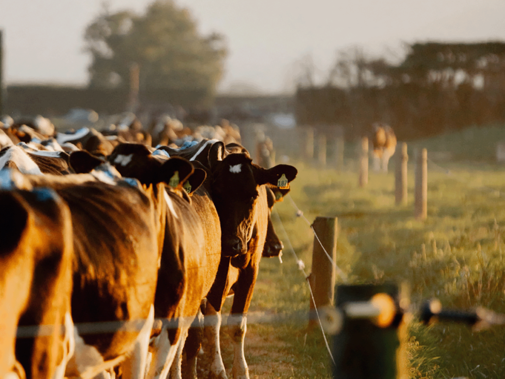 A herd of cows in the Waikato
