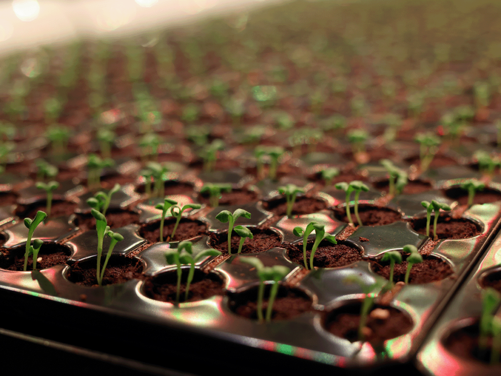 Greengrower nursery plants