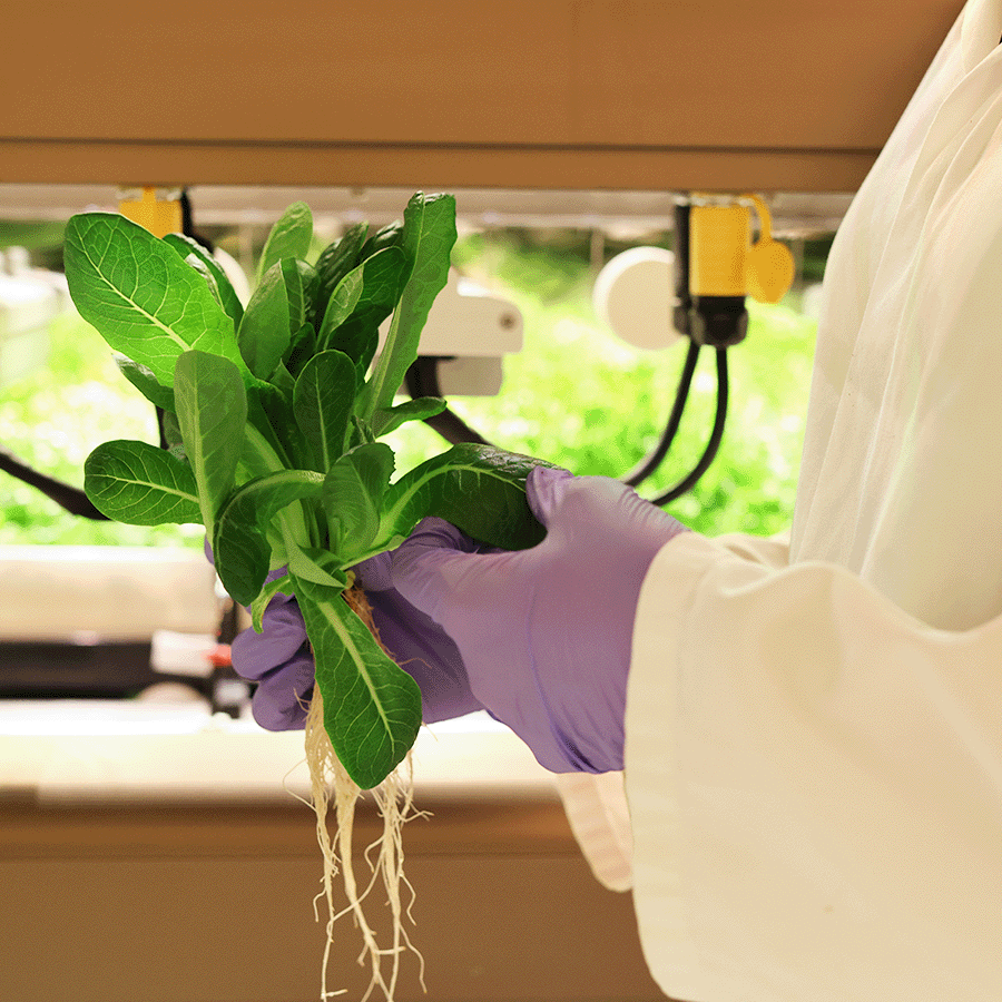 Greengrower harvest